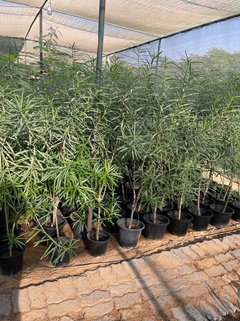Yellow Oleander Thevetia peruviana | Cascabela Thevetia - Greensouq -