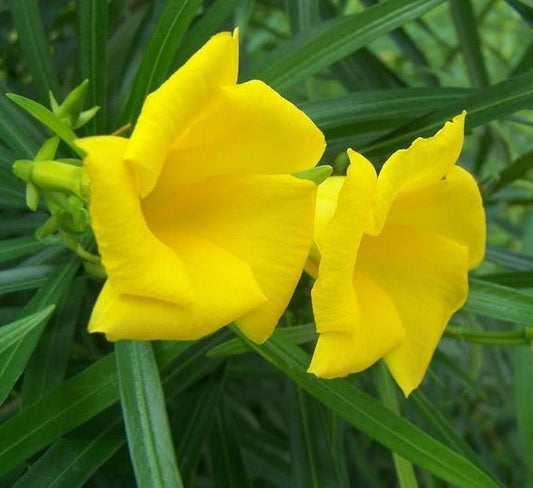 Yellow Oleander Thevetia peruviana | Cascabela Thevetia - Greensouq -