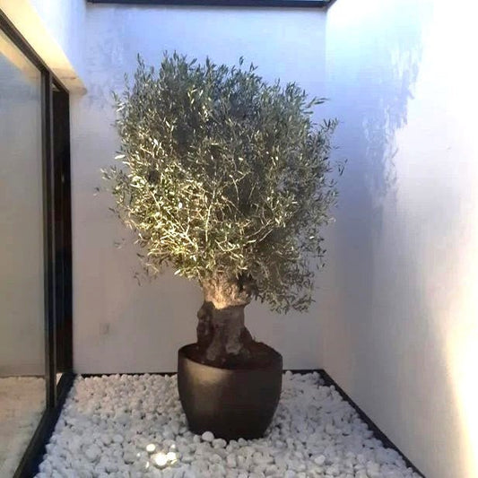 Thick Trunk Olive Tree (Olea Europea) in Fiber Pot - Greensouq -