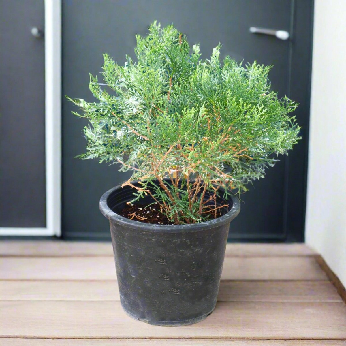Thuja Small - Orientalis Pyramidalis Aurea 30 - 40cm Height - Greensouq - 