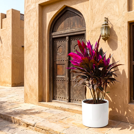 Cordyline Fruticosa Multicolor (Ti Plant) – Colorful Hawaiian Good Luck Plant for Indoor & Garden Décor | Plastic or White Ceramic Pot | UAE