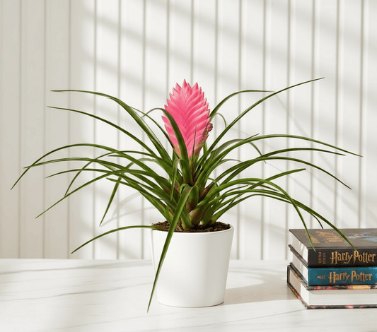 Tillandsia Cyanea Pink Quill "Healthy Indoor Plant" - Greensouq - 