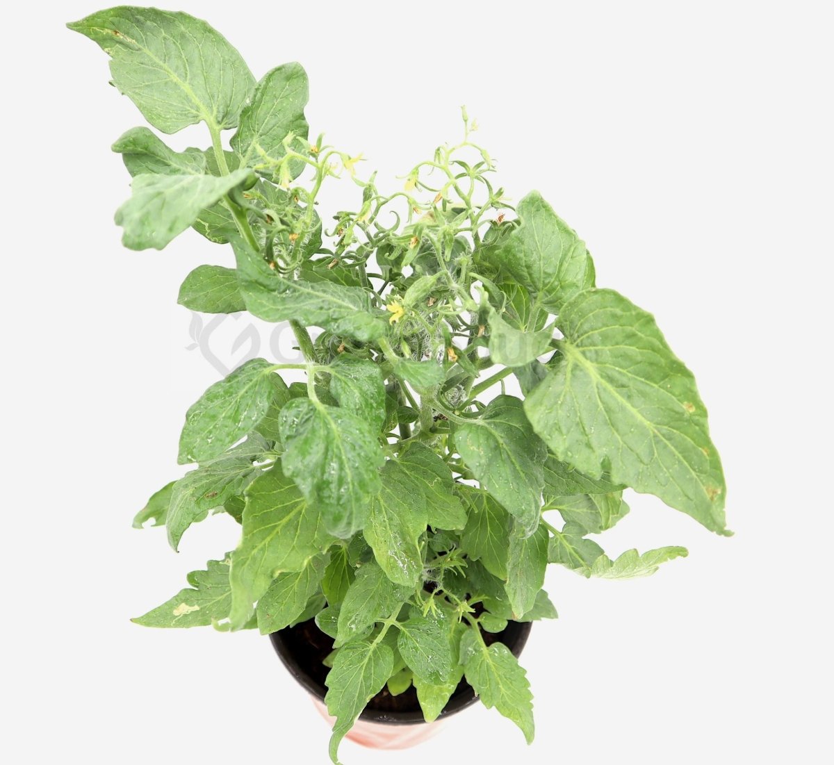 Tomato Plant "Cherry tomato" Organic - Greensouq - 