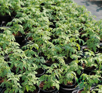 Tomato Plant "Cherry tomato" Organic - Greensouq - 