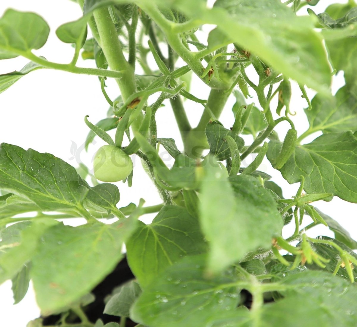 Tomato Plant "Cherry tomato" Organic - Greensouq - 