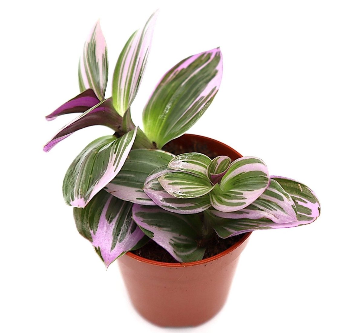 Tradescantia nanouk or Fantasy Venice - Greensouq - 