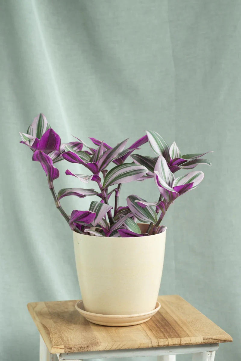 Tradescantia nanouk or Fantasy Venice - Greensouq - 