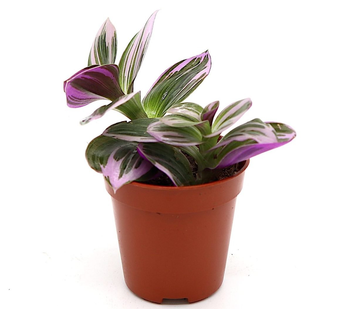 Tradescantia nanouk or Fantasy Venice - Greensouq - 