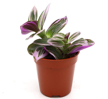 Tradescantia nanouk or Fantasy Venice - Greensouq - 