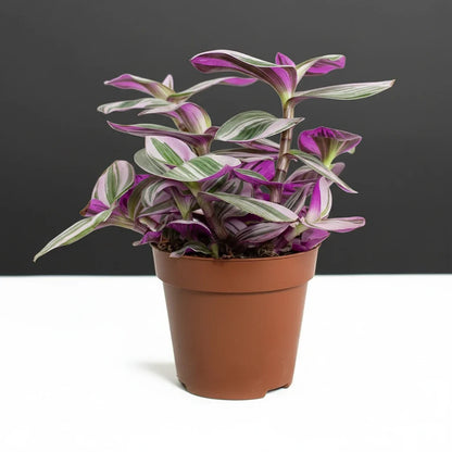Tradescantia nanouk or Fantasy Venice - Greensouq - 