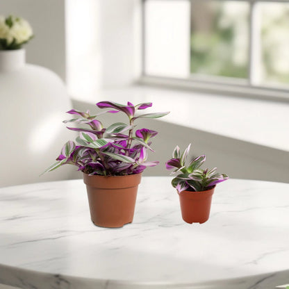Tradescantia nanouk or Fantasy Venice - Greensouq - 