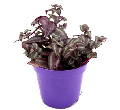 Purple Queen Tradescantia | Tradescantia purpusii | Tradescantia Purple Heart | Purple Queen 10 - 15cm - Greensouq -