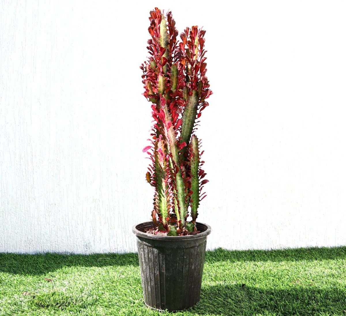 Trigona Rubra | Euphorbia Trigona | Friendship Cactus - Greensouq - 