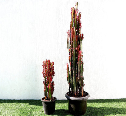 Trigona Rubra | Euphorbia Trigona | Friendship Cactus - Greensouq - 