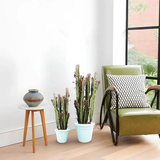 Trigona Rubra | Euphorbia Trigona | Friendship Cactus - Greensouq - 