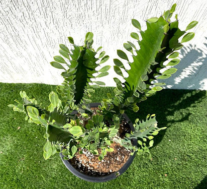 Trigona Rubra | Euphorbia Trigona | Friendship Cactus - Greensouq - 