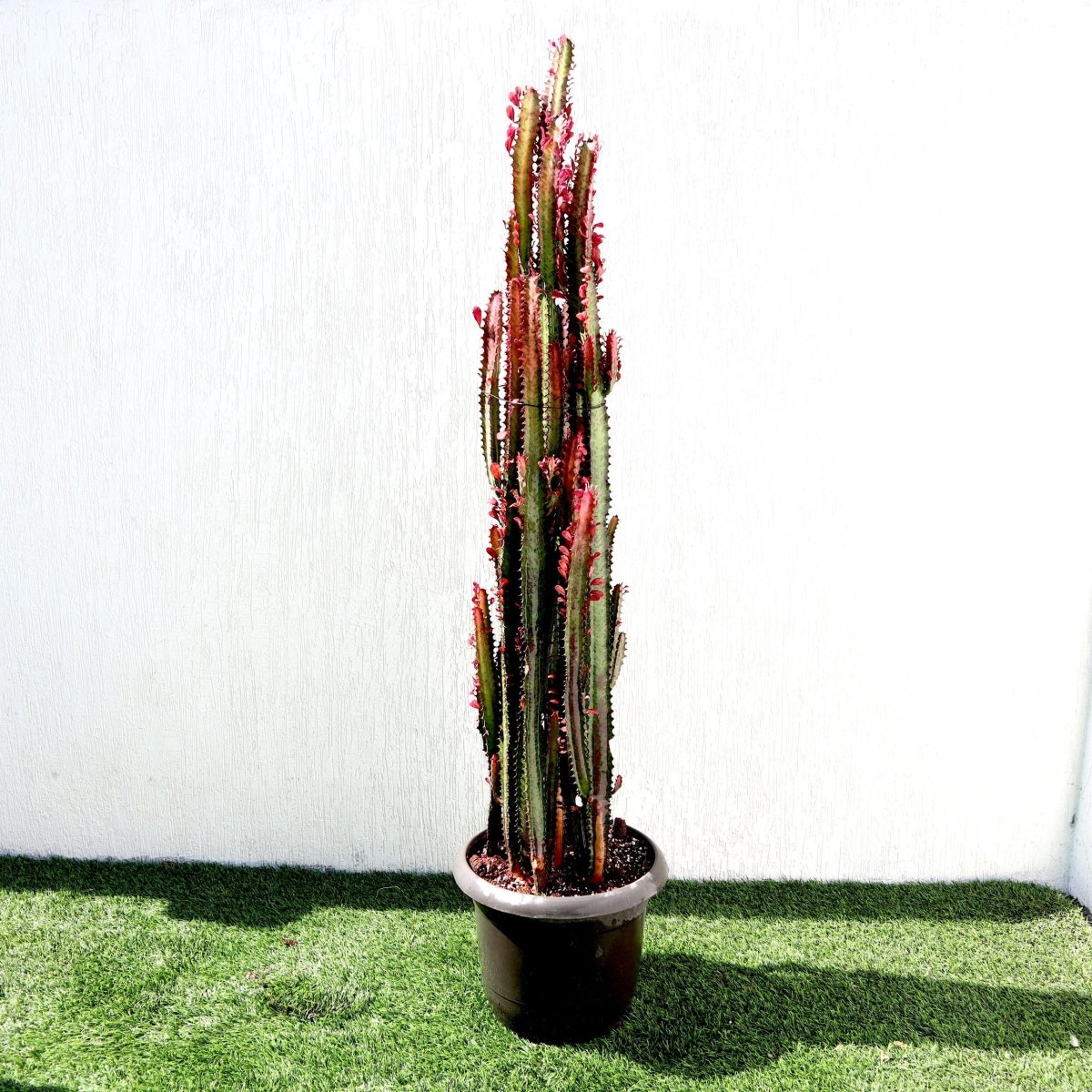 Trigona Rubra | Euphorbia Trigona | Friendship Cactus - Greensouq - 