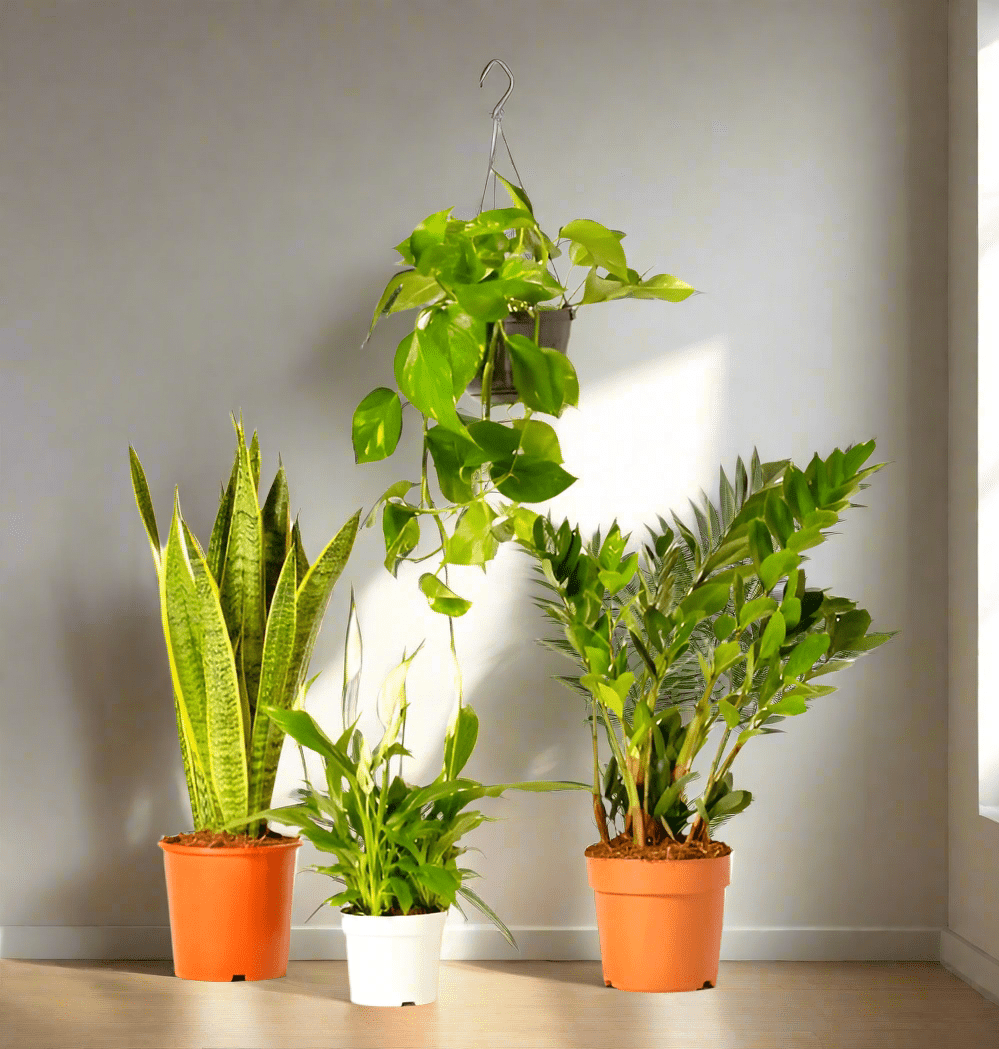 Unkillable Plants Set (Sansevieria, Zz Plant, Peace Lily, Hanging Money Plant) - Greensouq - 