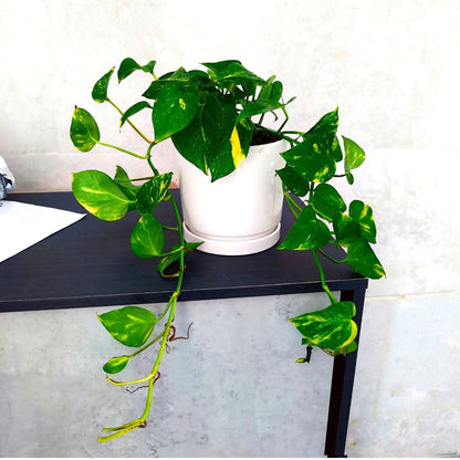 Variegated Hanging Money Plant "Epipremnum Aureum" - Greensouq - 