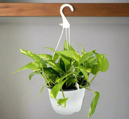 Variegated Hanging Money Plant "Epipremnum Aureum" - Greensouq - 