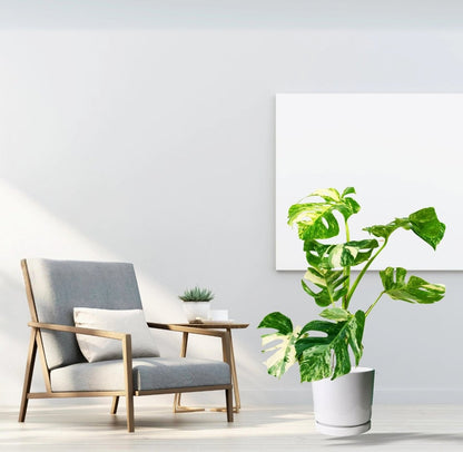 Thai Constellation Monstera | 70 - 90cm - Greensouq -