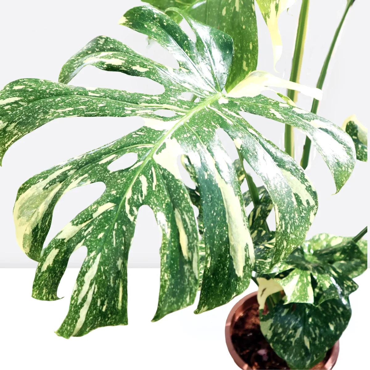 Thai Constellation Monstera | 70 - 90cm - Greensouq -