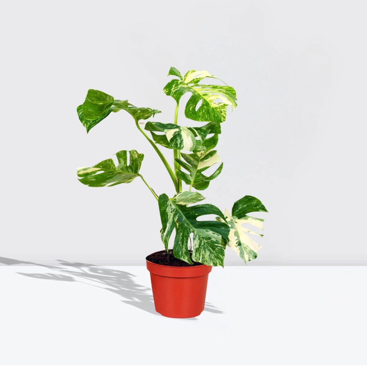 Thai Constellation Monstera | 70 - 90cm - Greensouq -
