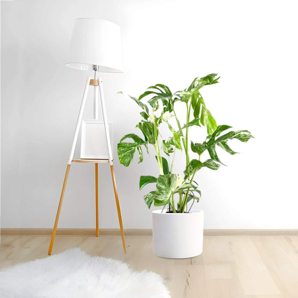 Thai Constellation Monstera | 70 - 90cm - Greensouq -