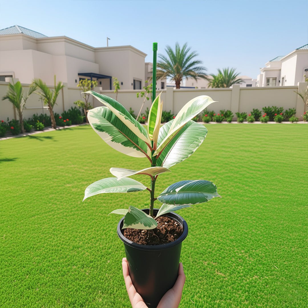 Variegated Rubber Plant | Ficus Elastica Tineke - Greensouq - 