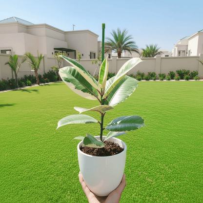 Variegated Rubber Plant | Ficus Elastica Tineke - Greensouq - 