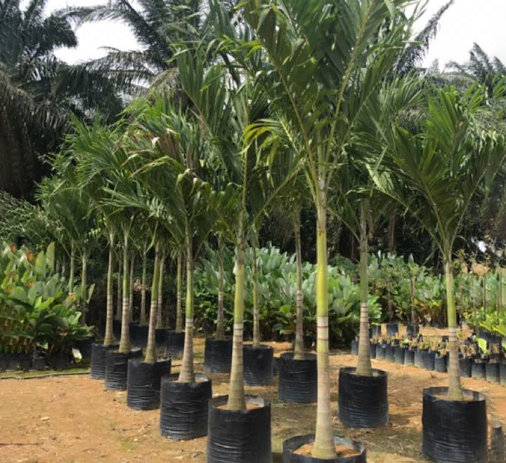 Veitchia Merrillii "Manila Palm" - Greensouq - 