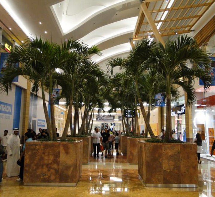 Veitchia Merrillii "Manila Palm" - Greensouq - 