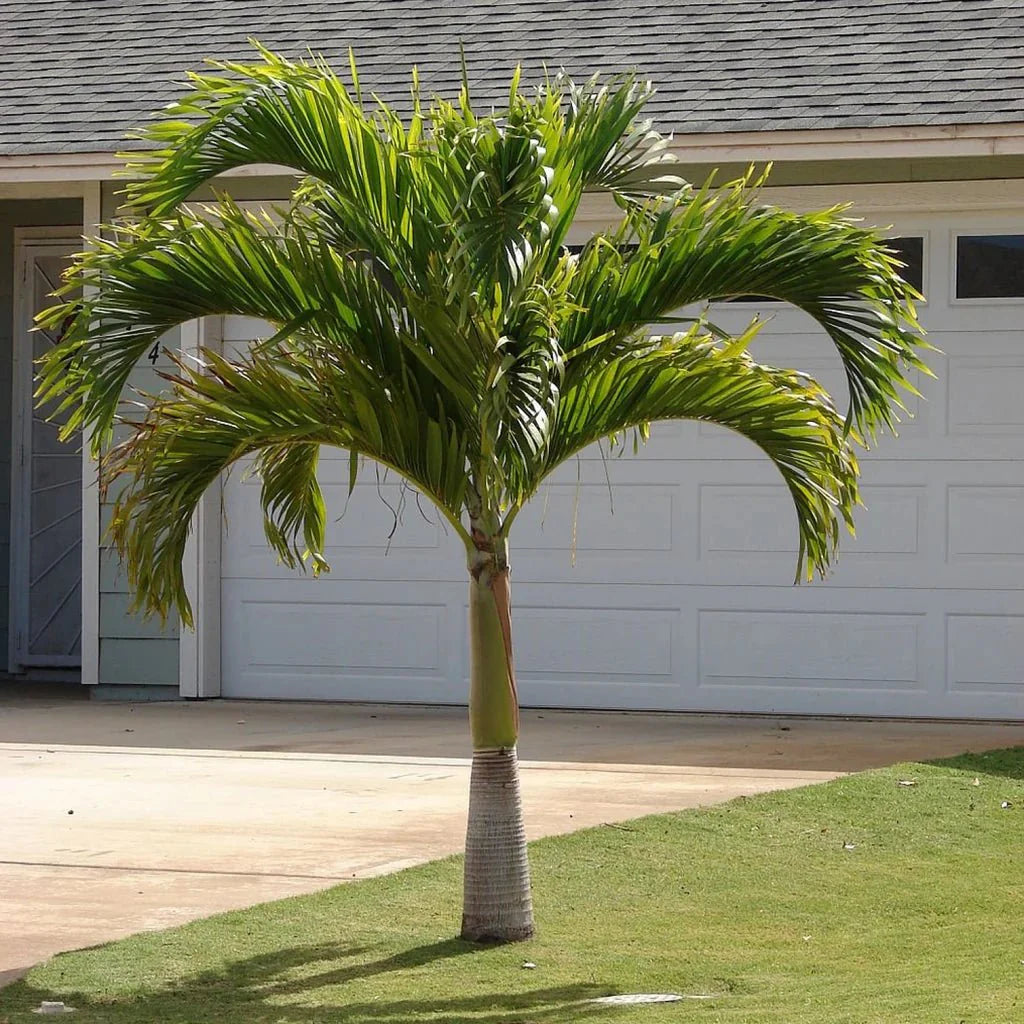 Veitchia Merrillii "Manila Palm" - Greensouq - 