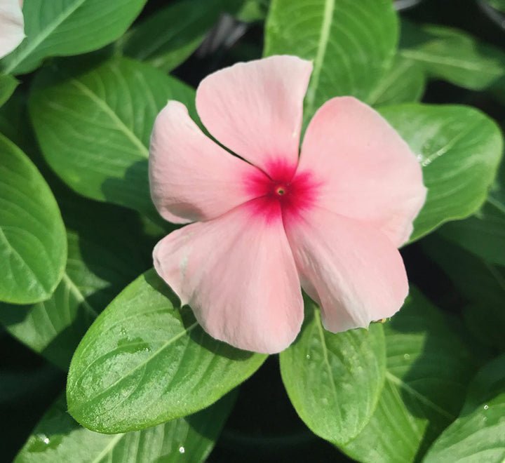 Vinca flowers 10 - 15cm - Greensouq - 