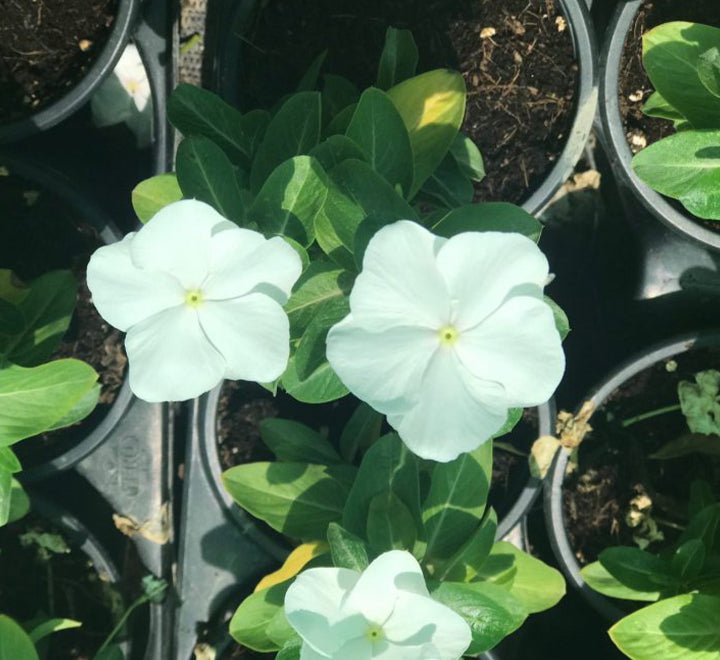Vinca flowers 10 - 15cm - Greensouq - 