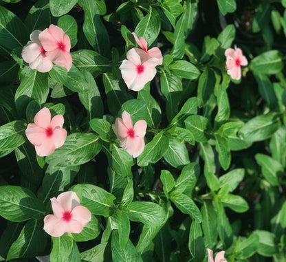 Vinca flowers 10 - 15cm - Greensouq - 