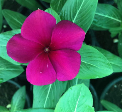 Vinca flowers 10 - 15cm - Greensouq - 
