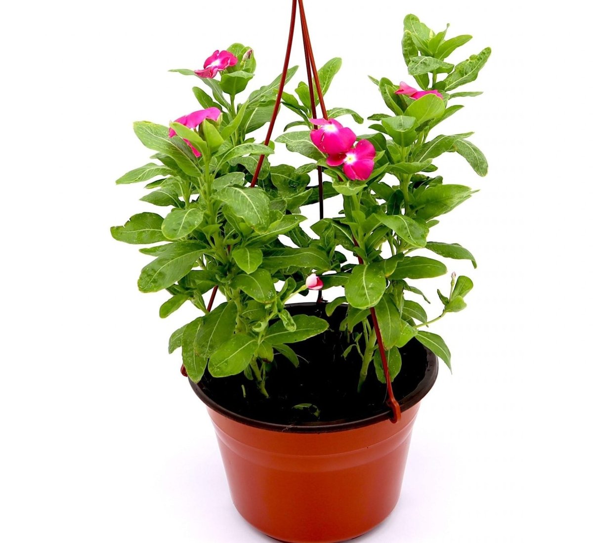 Vinca Hanging flowers 10 - 15cm - Greensouq - 