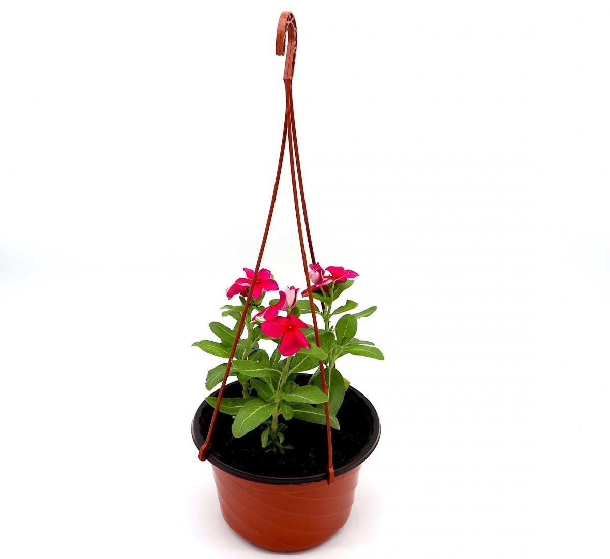 Vinca Hanging flowers 10 - 15cm - Greensouq - 