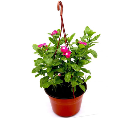 Vinca Hanging flowers 10 - 15cm - Greensouq - 