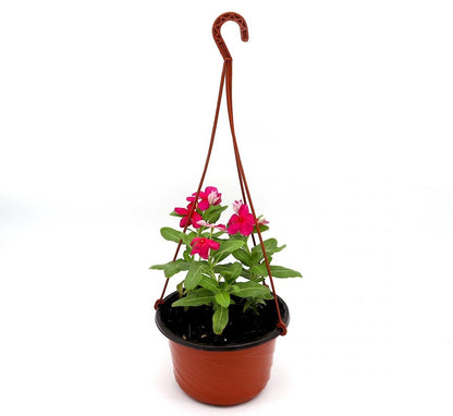 Vinca Hanging flowers 10 - 15cm - Greensouq - 