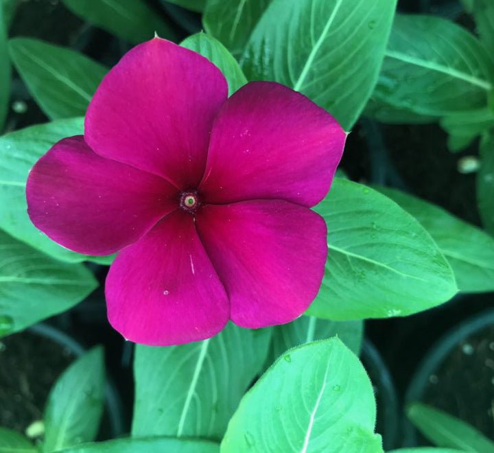 Vinca Hanging flowers 10 - 15cm - Greensouq - 