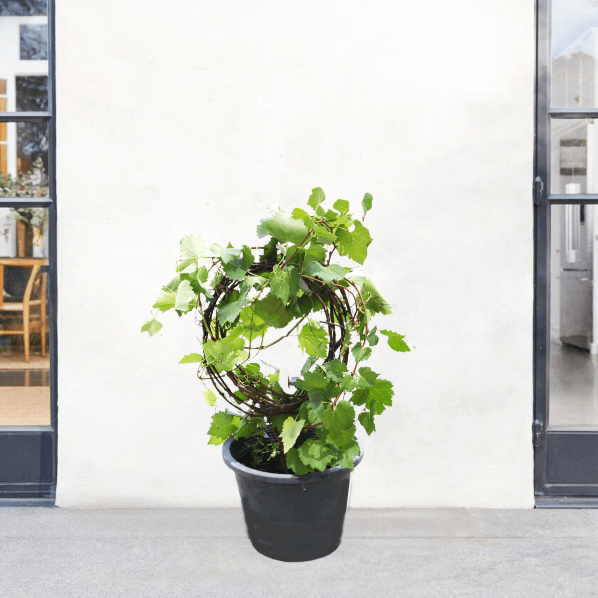 Vitis vinifera Or Pakistani Grapes Plant الشجرالعنب فاين - Greensouq - 
