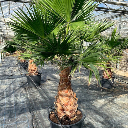Washingtonia Robusta "Mexican Fan Palm" - Greensouq - 