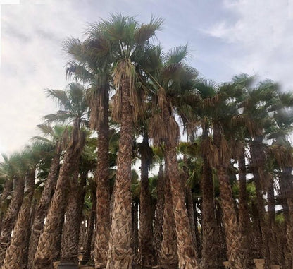 Washingtonia Robusta "Mexican Fan Palm" - Greensouq - 