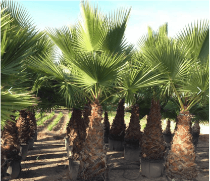 Washingtonia Robusta "Mexican Fan Palm" - Greensouq - 