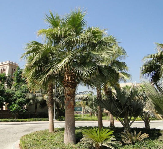 Washingtonia Robusta "Mexican Fan Palm" - Greensouq - 