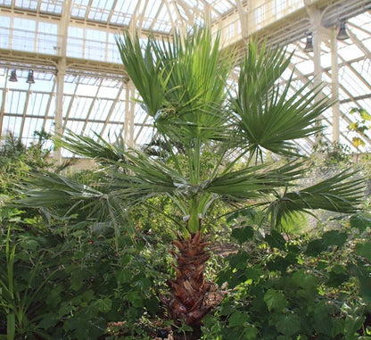 Washingtonia Robusta "Mexican Fan Palm" - Greensouq - 