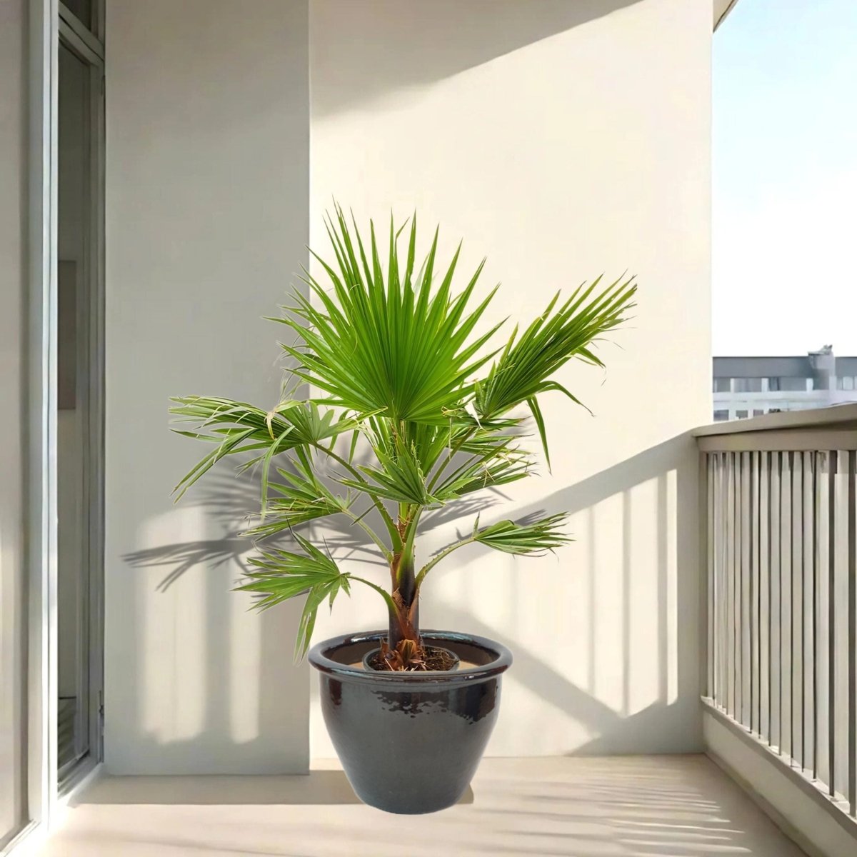 Washingtonia Robusta "Mexican Fan Palm" Small in Rolled Rim Pot - Greensouq - 