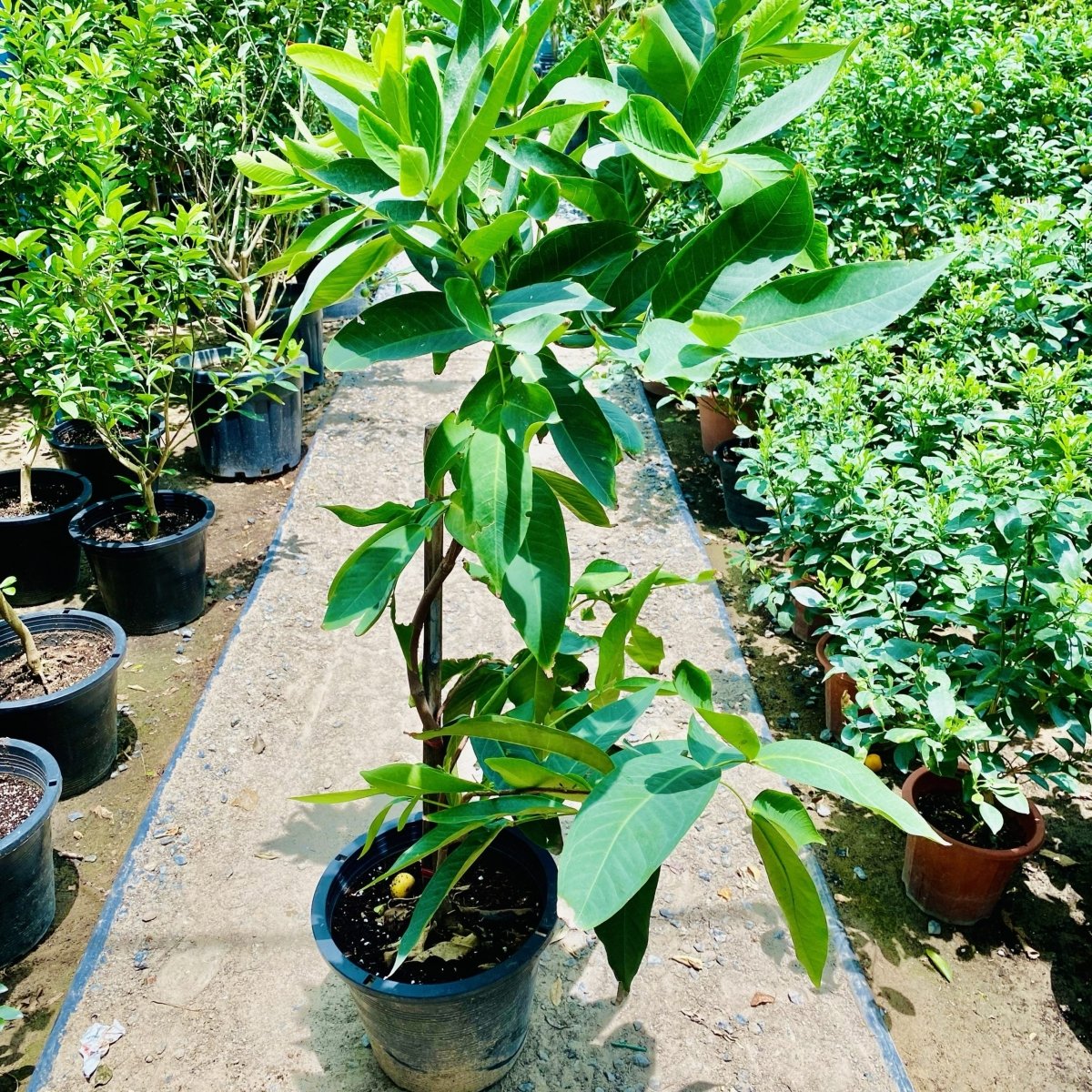 Thai Water Apple | Chambakka | Pani Seb | تفاحة الماء - Greensouq -